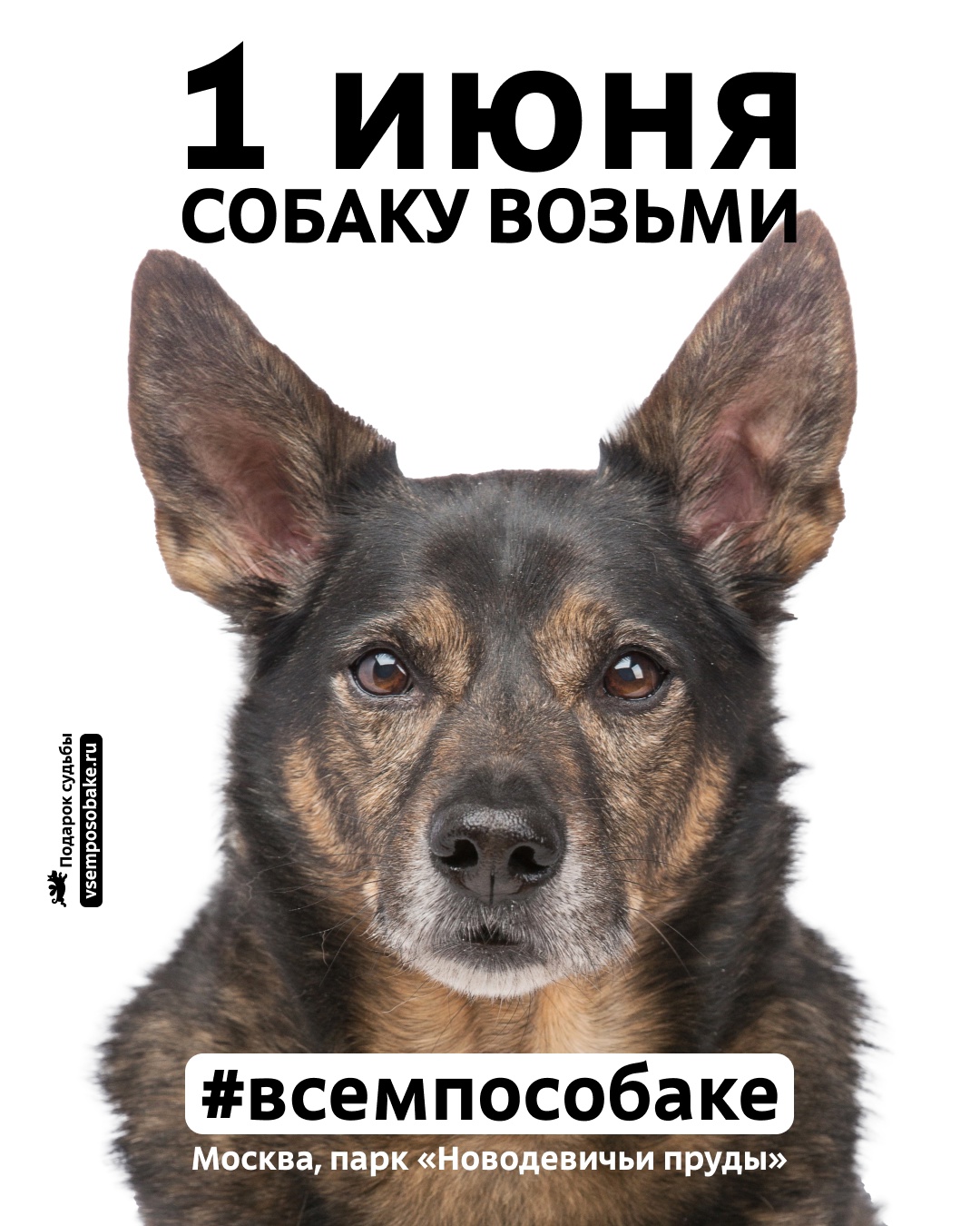 Всем по собаке 2025
